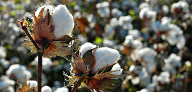 IKEA Says 100% of Its Cotton Now Comes from More Sustainable Sources