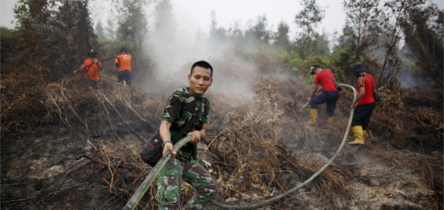 Palm Oil Giant Commits to Help Indonesia Through Peatland Rehabilitation, Traceability