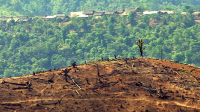 Danone, Nestlé Lead on Zero Deforestation Commitments, But Many Firms Lagging