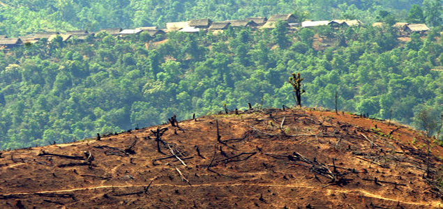 Danone, Nestlé Lead on Zero Deforestation Commitments, But Many Firms Lagging