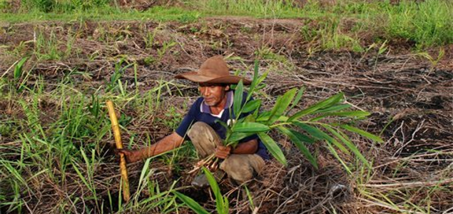 Indonesian Forest Fires, Amazon Tipping Points, and the Business Case for Investing in Reforestation