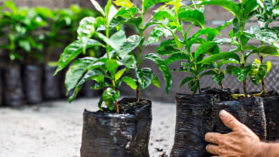 CI, Starbucks Aiming to Make Coffee World's First Sustainably Sourced Agricultural Product