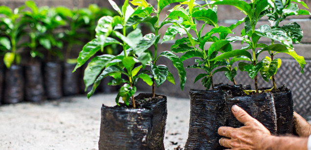 CI, Starbucks Aiming to Make Coffee World's First Sustainably Sourced Agricultural Product