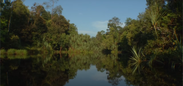 Indonesian Paper Giants Commit Over $100M Towards Forest, Peatland Restoration