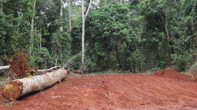 Study: Sustainable Forestry Policies May Lead to Increased Deforestation