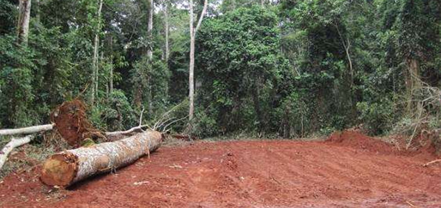 Study: Sustainable Forestry Policies May Lead to Increased Deforestation