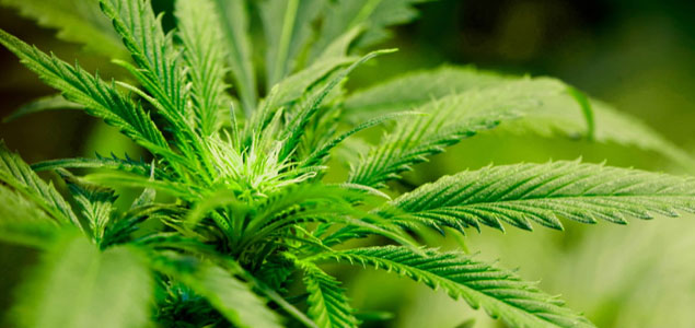 Medical Marijuana Farm Recovering 97% of Its Wastewater Through Reverse Osmosis