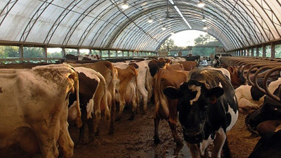 New York Offers $21M to Help Dairy Farms Convert Waste to Energy