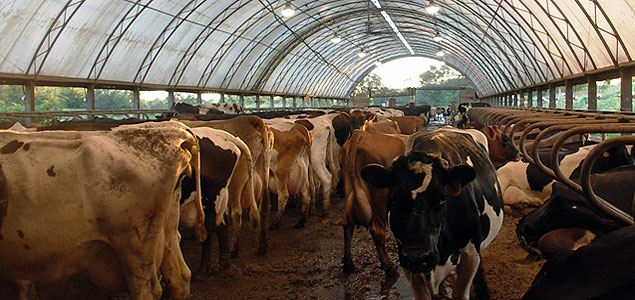 New York Offers $21M to Help Dairy Farms Convert Waste to Energy