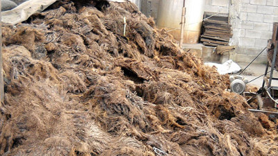 Thai Pulp Company Creating High-Quality Paper from Palm Oil Waste