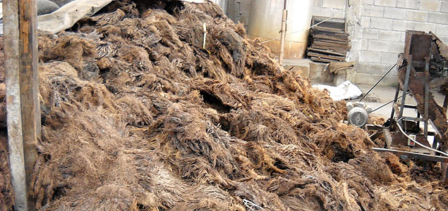 Thai Pulp Company Creating High-Quality Paper from Palm Oil Waste