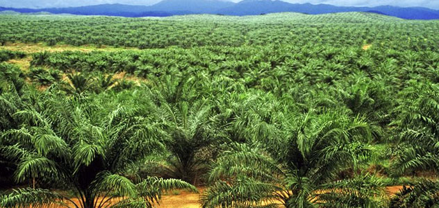 With GAR's Commitment, Over Half of World's Palm Oil Could Now Be Deforestation-Free