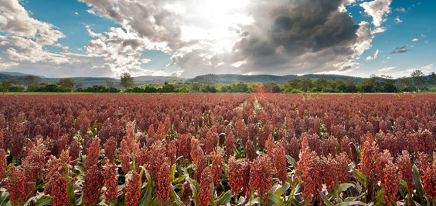 Boeing, South African Airways Helping Smallhold Farmers Grow Biofuel Crops