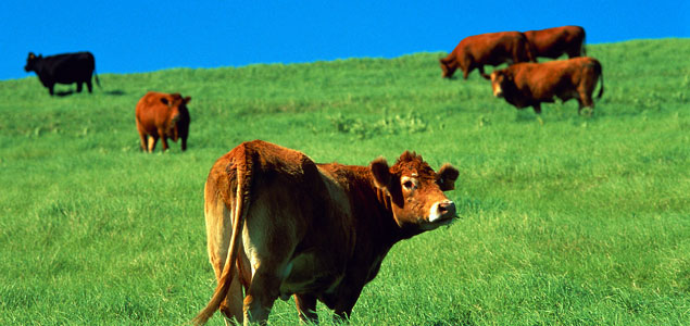 Obama’s Methane Reduction Plan Targets Landfills, Ag, Fossil Fuels