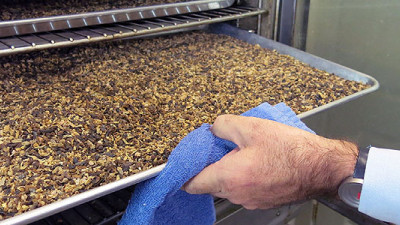 Company Reducing Waste, Advancing Sustainable Seafood with Fly Larvae