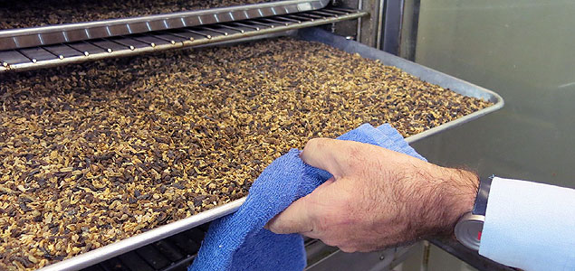 Company Reducing Waste, Advancing Sustainable Seafood with Fly Larvae