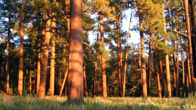 ASU, Nature Conservancy Study Highlights Economic Benefits of Forest Thinning