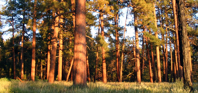 ASU, Nature Conservancy Study Highlights Economic Benefits of Forest Thinning