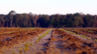Georgia's Flint River Partnership Taps IBM for Data-Driven Agriculture Solutions
