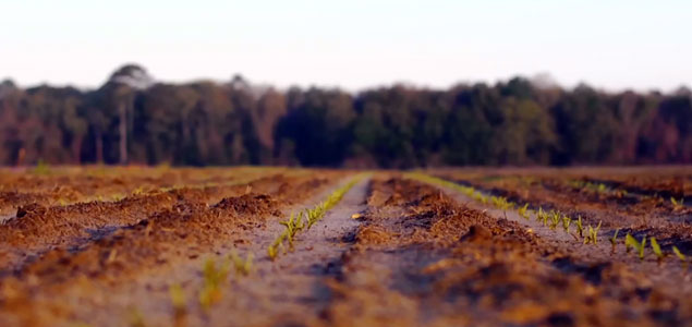 Georgia's Flint River Partnership Taps IBM for Data-Driven Agriculture Solutions