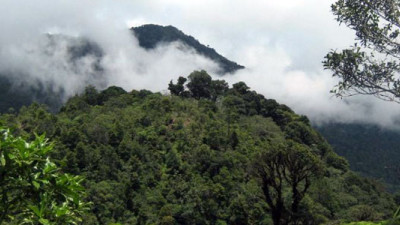 Avery Dennison, Rainforest Alliance Partner to Promote Sustainable Forestry in Honduras