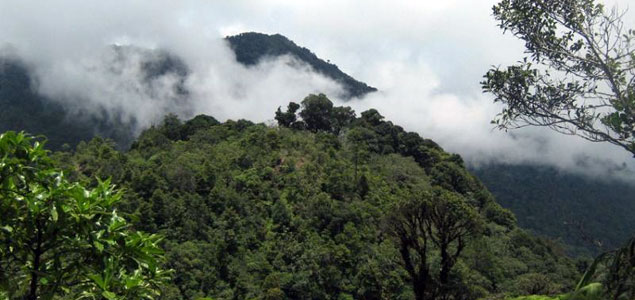 Avery Dennison, Rainforest Alliance Partner to Promote Sustainable Forestry in Honduras