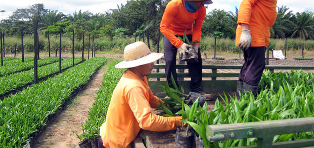 2 Birds, 1 Stone: How Palm Oil Can Improve Livelihoods and Reduce Global Pressure on Forests