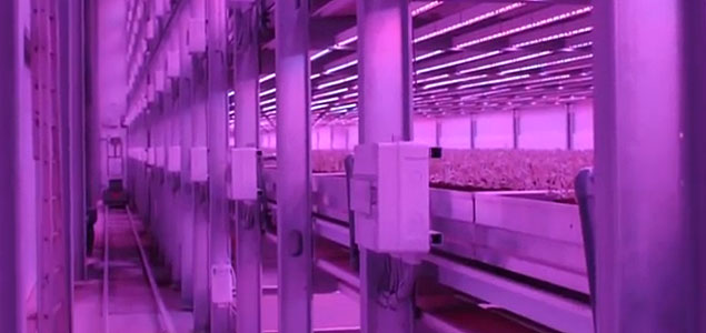 Philips and Green Sense Farms Using LEDs to Grow Crops Indoors