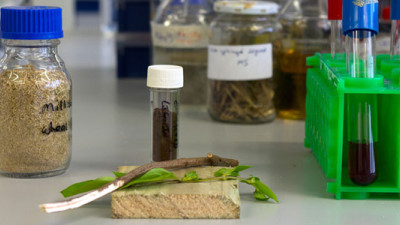 Biome Research Confirms Next-Generation Bioplastics Could Be Derived from Trees