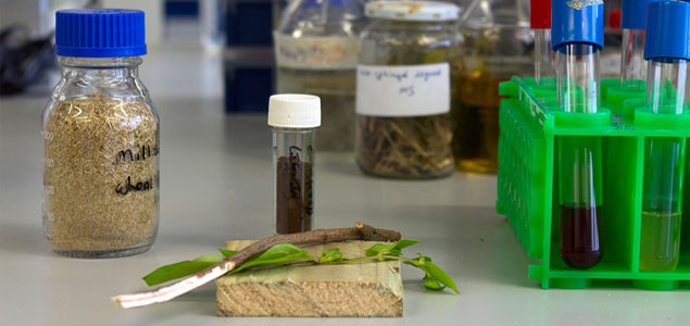 Biome Research Confirms Next-Generation Bioplastics Could Be Derived from Trees