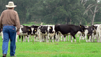 Dairy Industry Actions Leading to More Sustainable Food System