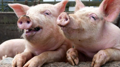 North Carolina's Largest Bioenergy Plant Powered by Pigs