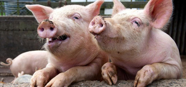 North Carolina's Largest Bioenergy Plant Powered by Pigs