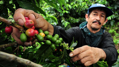 New Research Shows Coffee-Farming Communities Experiencing Fewer 'Thin Months'
