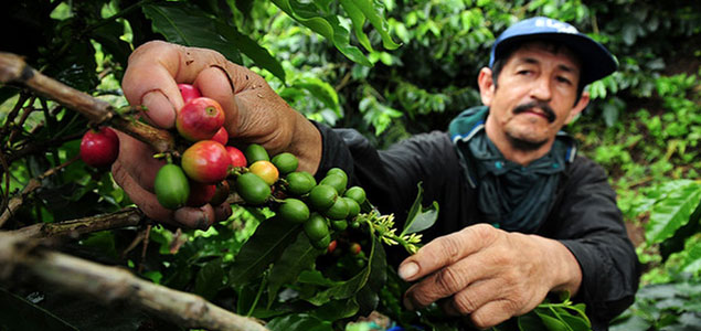 New Research Shows Coffee-Farming Communities Experiencing Fewer 'Thin Months'