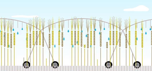 AB InBev Working with Growers to Optimize Water Management, Barley Production