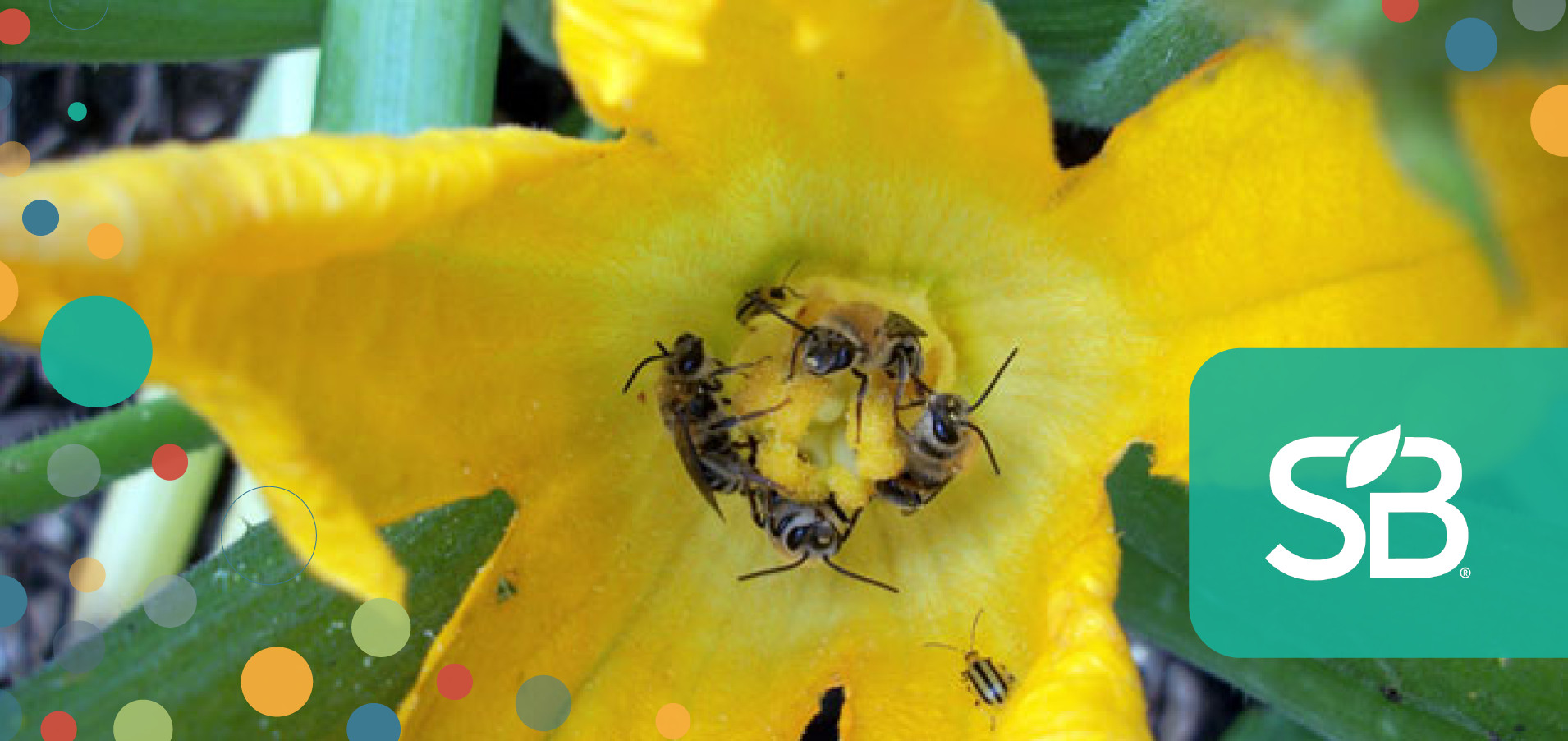 Home Depot Among a Dozen Home & Garden Retailers Working to Ban Bee