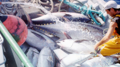 WWF to Fisheries: Catch 50% Less or Lose Pacific Bluefin Tuna Altogether