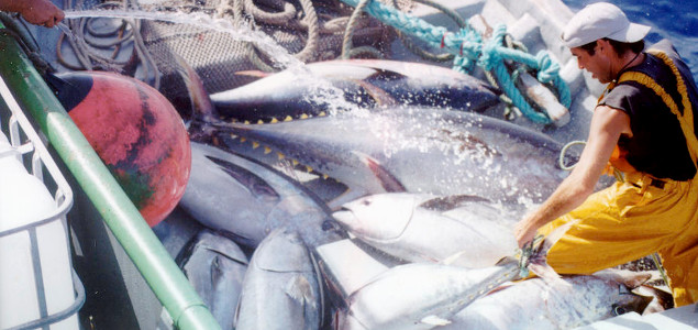 WWF to Fisheries: Catch 50% Less or Lose Pacific Bluefin Tuna Altogether