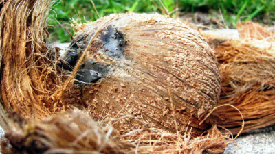 Company Develops Coconut Husk-Based Filters to Treat Wastewater