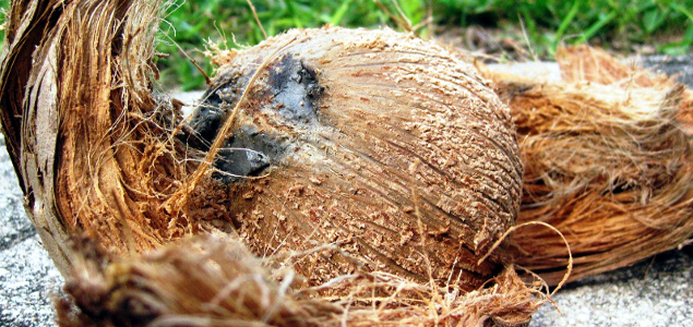 Company Develops Coconut Husk-Based Filters to Treat Wastewater