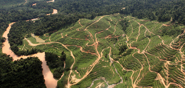 UCS: 'Sustainable Palm Oil Manifesto' Falls Short of a Revolution