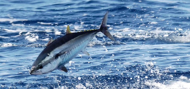 Commission Threatens Future of Tuna by Sidestepping WWF's Pleas to Limit Catch