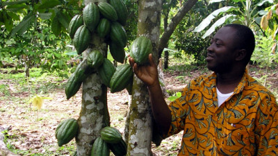 Bridging the Gap: Using Sustainable Finance to Improve Cocoa Farmer Livelihoods in Côte d’Ivoire