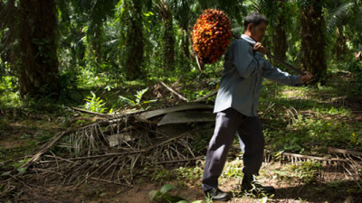 P&G Studying Smallholder Practices to Ensure Deforestation-Free Palm Oil
