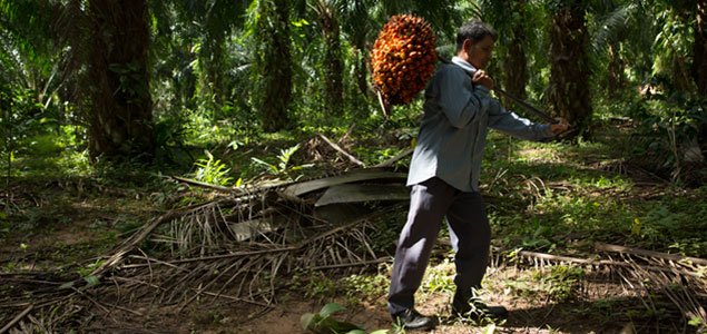 P&G Studying Smallholder Practices to Ensure Deforestation-Free Palm Oil