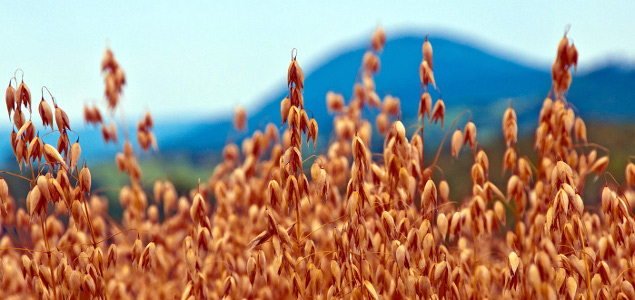 General Mills Joins Ranks of Companies Advocating for Climate Policy