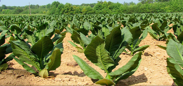 Boeing, South African Airways Turning Tobacco into Jet Fuel