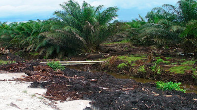 More Than Half of Global Suppliers Commit to 100% Sustainable Palm Oil