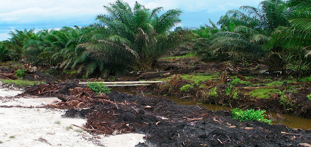 More Than Half of Global Suppliers Commit to 100% Sustainable Palm Oil